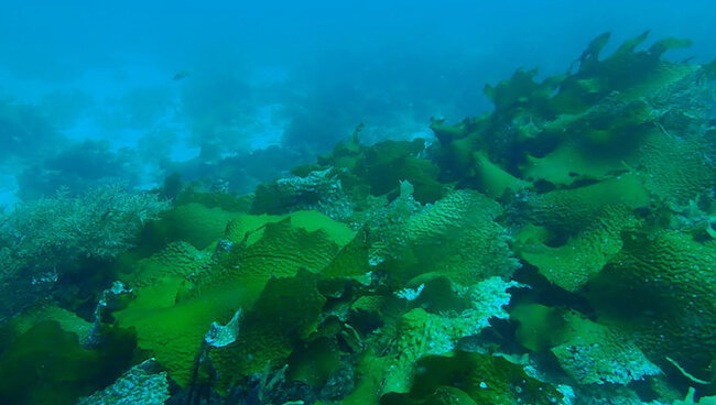 “幻の海藻”ツルアラメ
